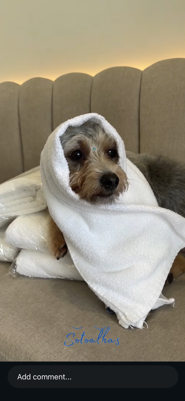 Cão envolto em uma toalha branca da Só Toalhas